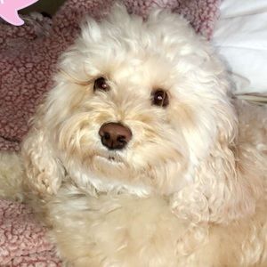 Meet your Posher, Molly